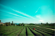 既然春天留不住，不如一起種棵樹 既然春天留不住，不如一起種棵樹